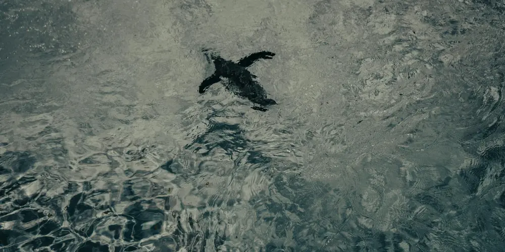 Sea turtle gliding through clear blue water