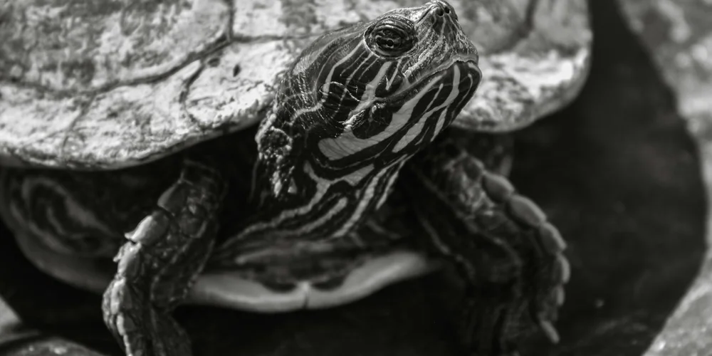 Close-up black-and-white photo of a striped turtle with its head raised and front claws visible, highlighting bold patterns on its skin.
