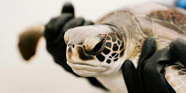 Close-up of a turtle's head being held by gloved hands