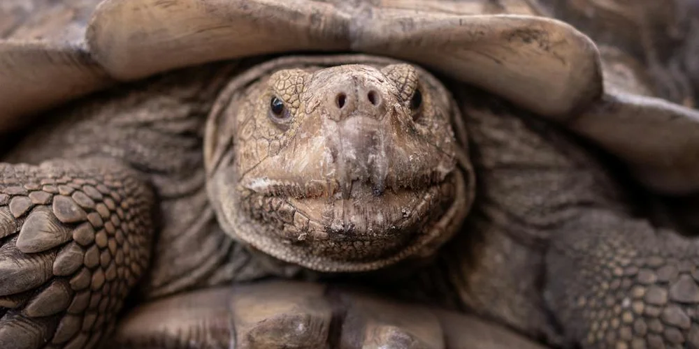 Close-up of a turtle's face, looking toward the camera with a textured shell and scales