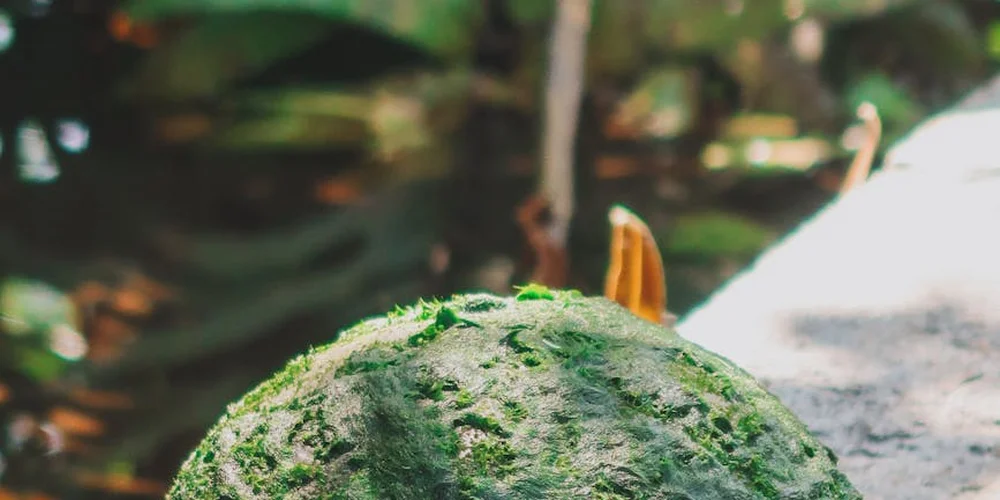 Close-up of a turtle with a green moss-covered shell outdoors.