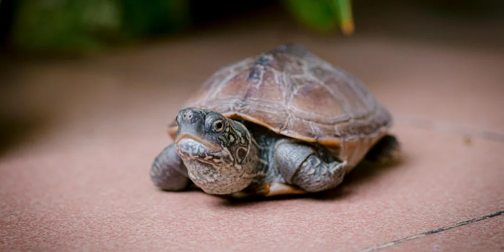 Close-up of a small turtle on a tan surface with a blurred green background.