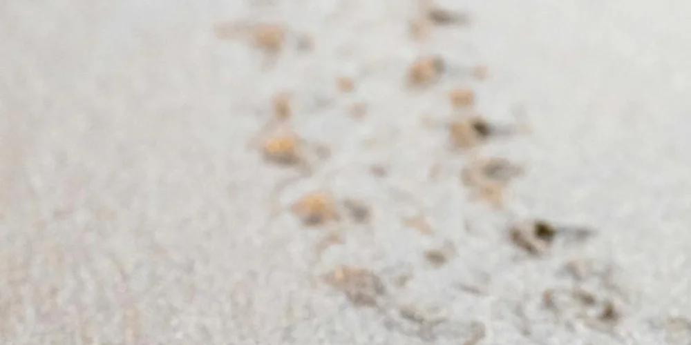 Sandy beach with a line of shallow holes dug in the sand representing turtle nest sites; faint tracks lead toward the water.