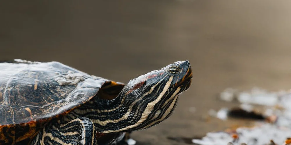 Close-up of a striped-neck turtle along a muddy water edge, highlighting distinctive neck markings.