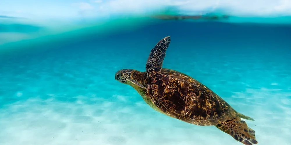 Sea turtle swimming underwater near the surface in clear blue water.
