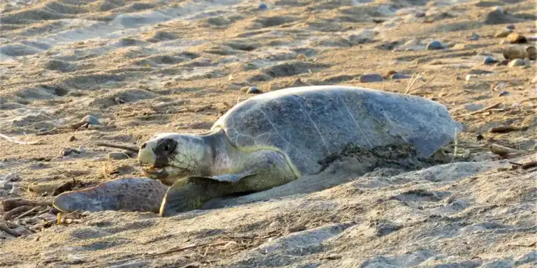 A sea turtle resting on a sandy beach, shell and flippers visible as it lies on the warm, grainy sand.