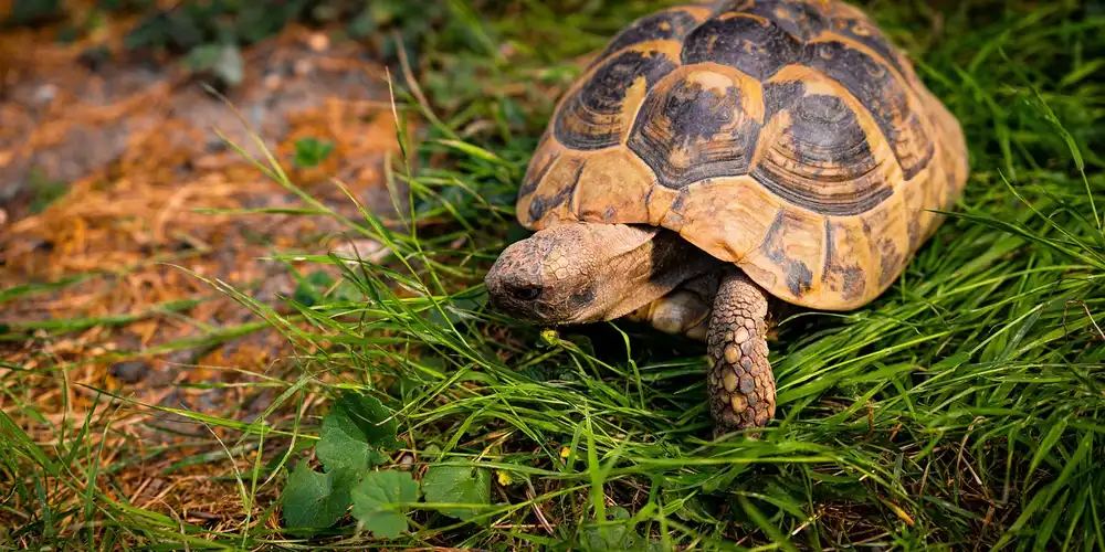A turtle walking on green grass near a dirt path.
