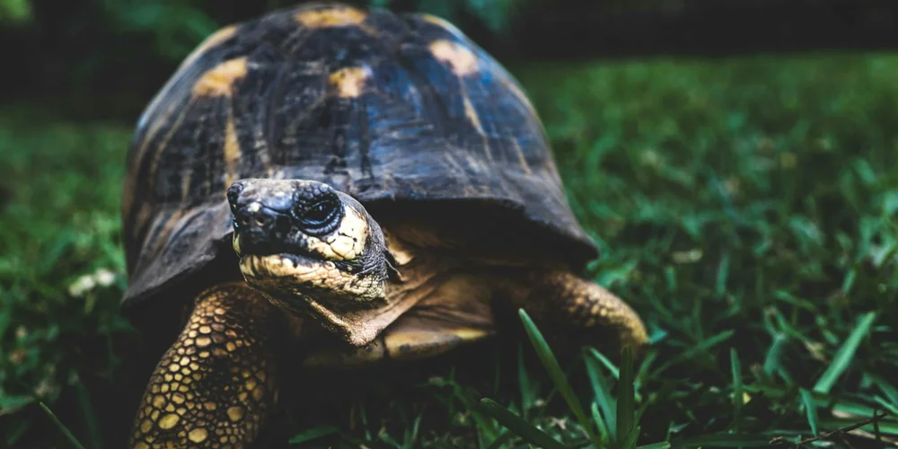 Adult turtle on green grass, facing the camera with a dark shell and yellow markings.