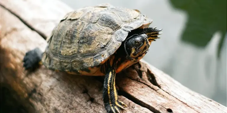 A turtle perched on a rough, sunlit log near water, preparing to bask.