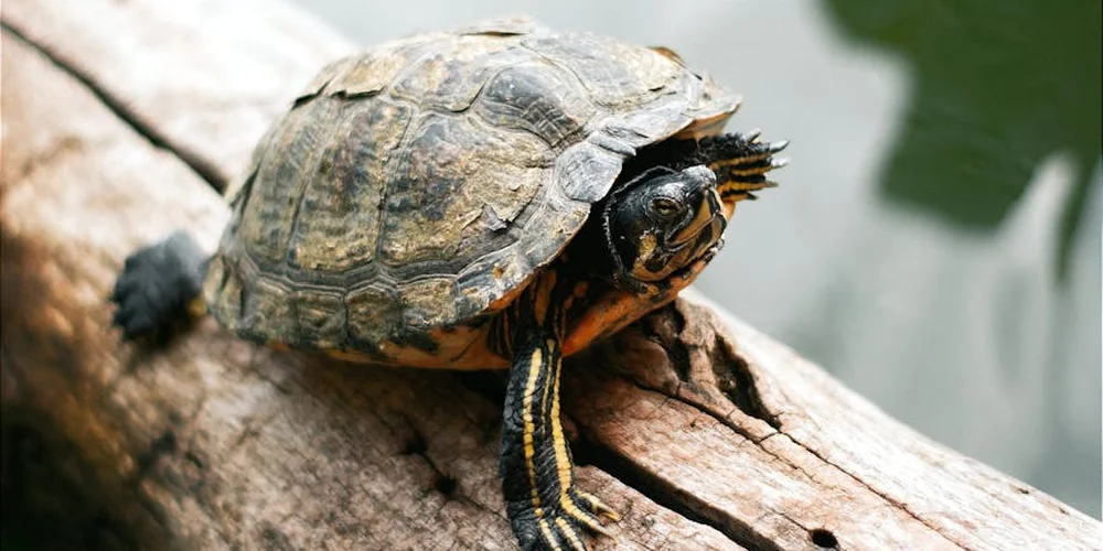 My Turtle Isn’t Basking: A Complete Troubleshooting Guide