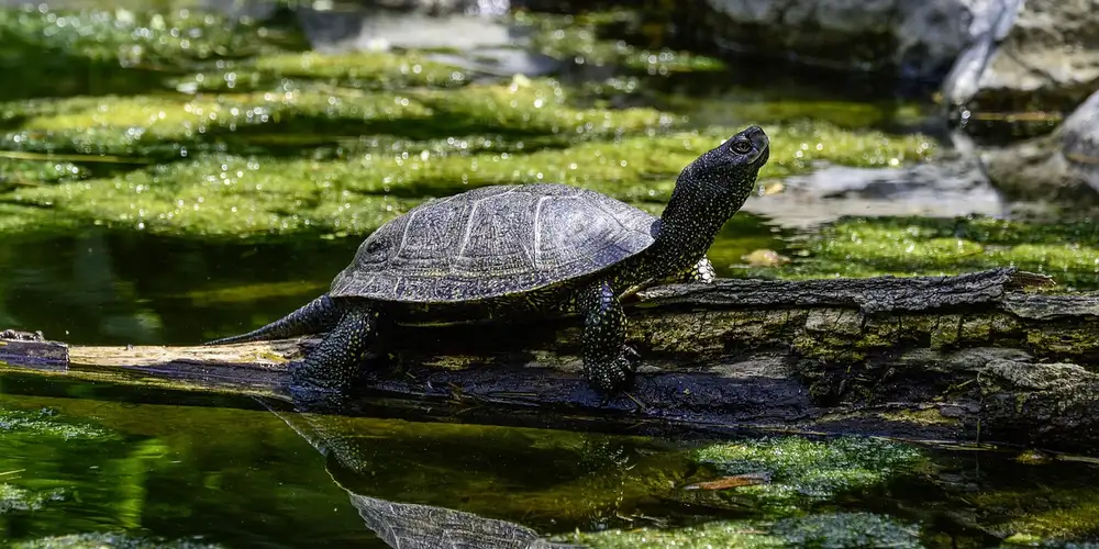 Dark turtle perched on a log in a freshwater habitat with green algae-covered water and rocks