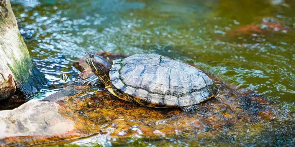 Freshwater turtle basking on a rock by a pond