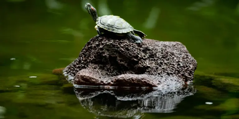 Small turtle perched on a textured rock in a calm, green pond
