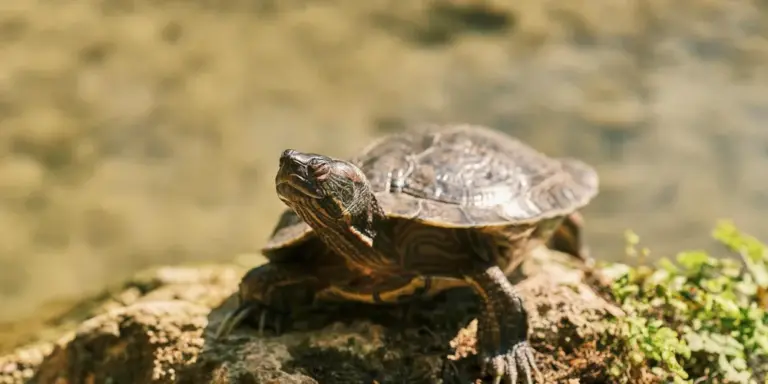 A turtle basking on a rocky ledge beside a calm body of water.