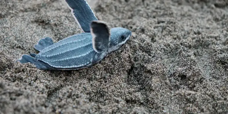 Small blue baby turtle crawling on sandy surface.