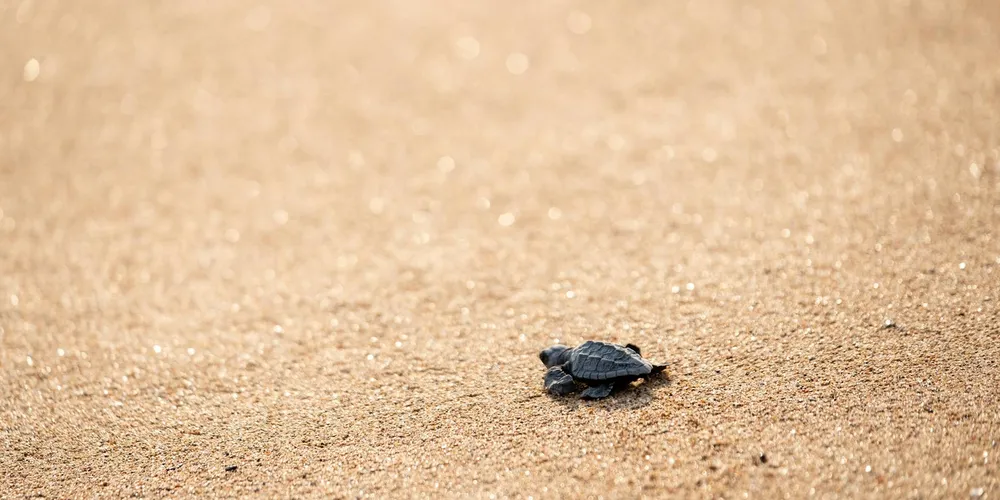 Adopting an Adult Turtle vs. Raising a Hatchling: A Beginner’s Guide