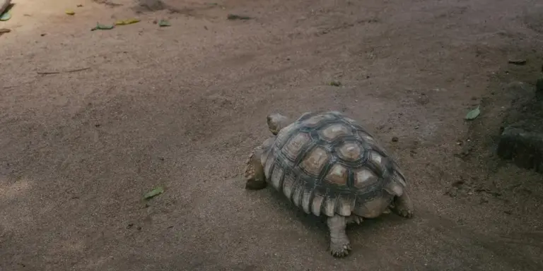 A turtle on sandy ground in a natural setting.