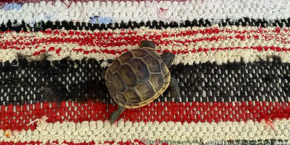 A small turtle walking on a multicolored striped rug