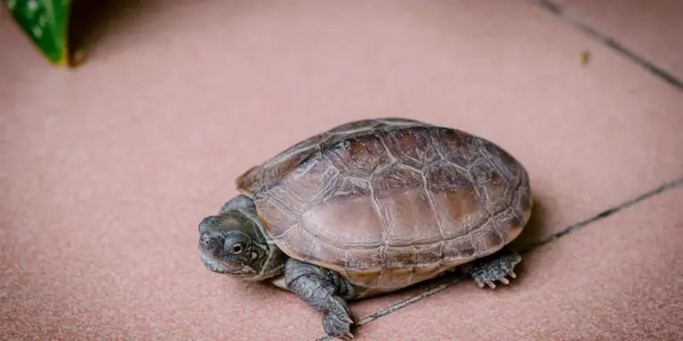 A small turtle sitting on pinkish-brown tiled pavement outdoors, with a small green plant visible in the corner.
