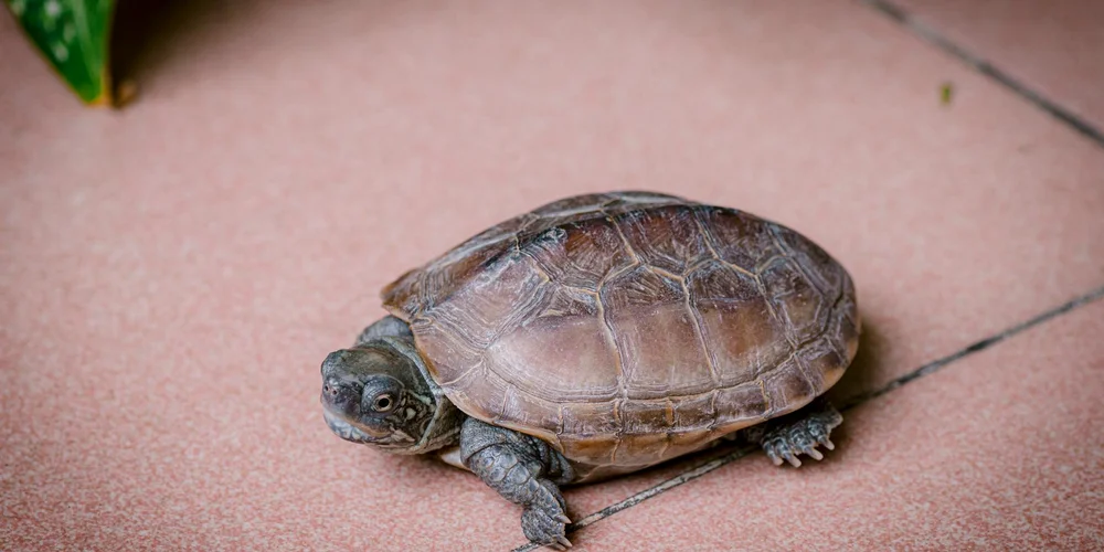 Turtle Shell Peeling: Normal or a Health Concern?