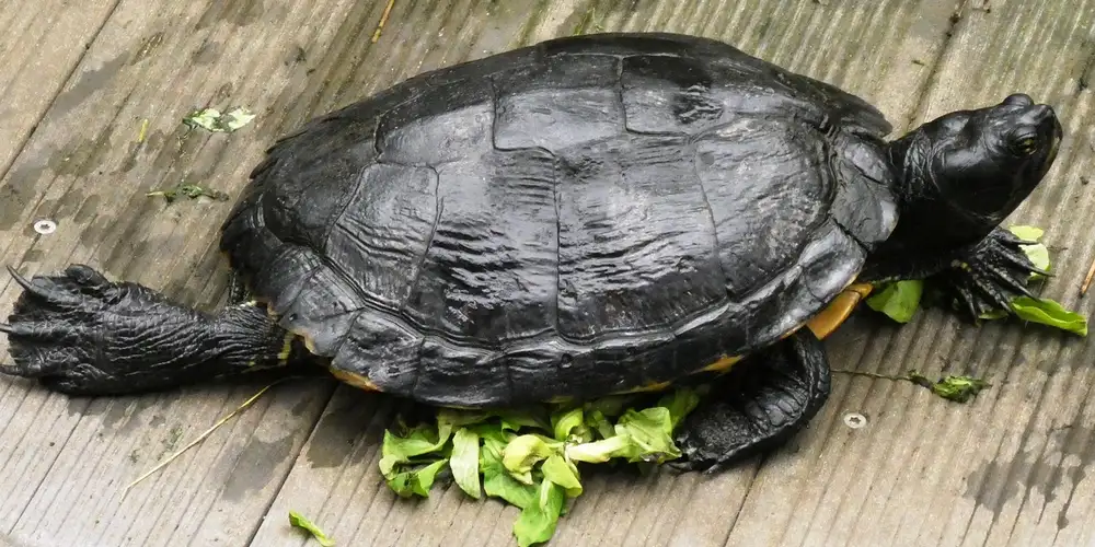 A turtle on a wooden surface with leafy greens beneath it, ready to eat.