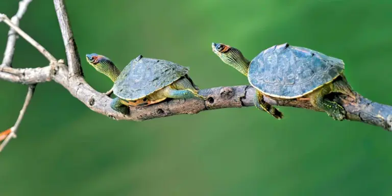 Two red-eared slider turtles perched on a branch against a green blurred background.