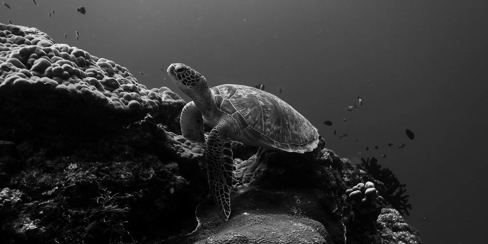 Grayscale underwater photo of a sea turtle swimming near a rocky reef.