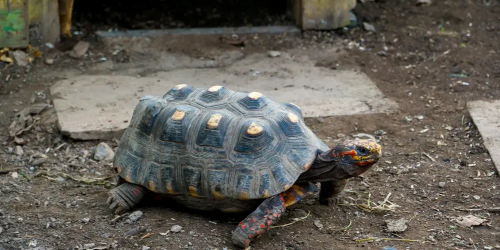 A terrestrial tortoise on a dirt surface, facing to the right.