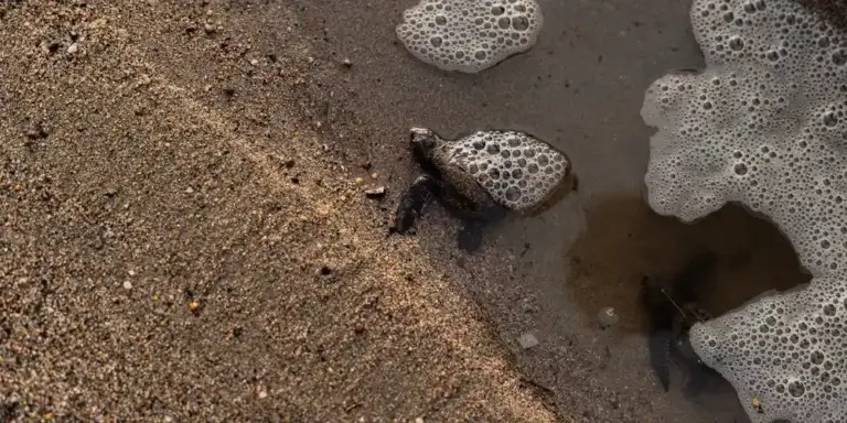 A small aquatic turtle rests on damp sand at the edge of a shallow pool, with foamy water nearby.