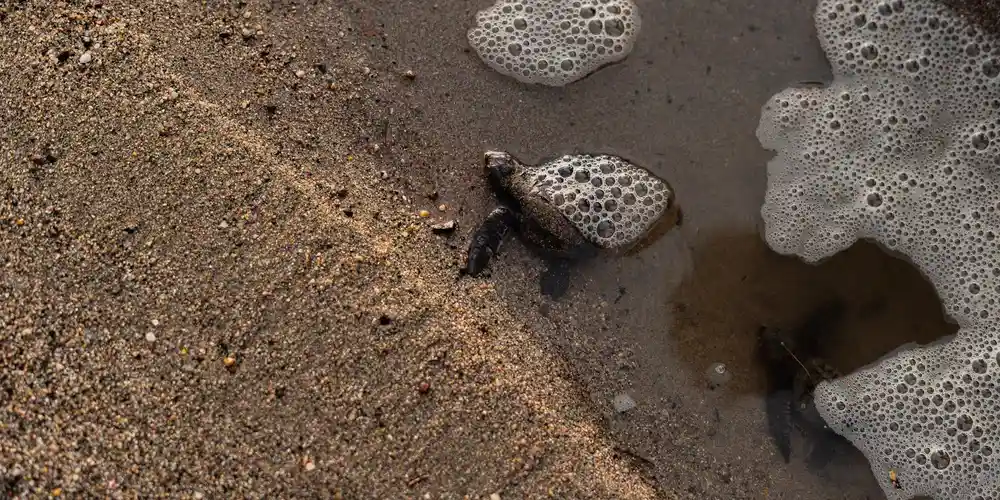 How Long Can Aquatic Turtles Stay Out of Water?