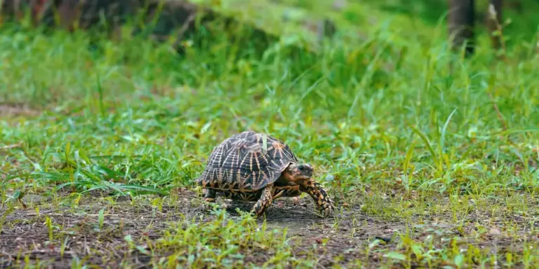 A small aquatic turtle on grass and dirt, illustrating outdoor habitat considerations and enclosure types for turtles.