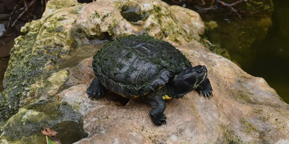 Pet turtle basking on a rock beside a pond.