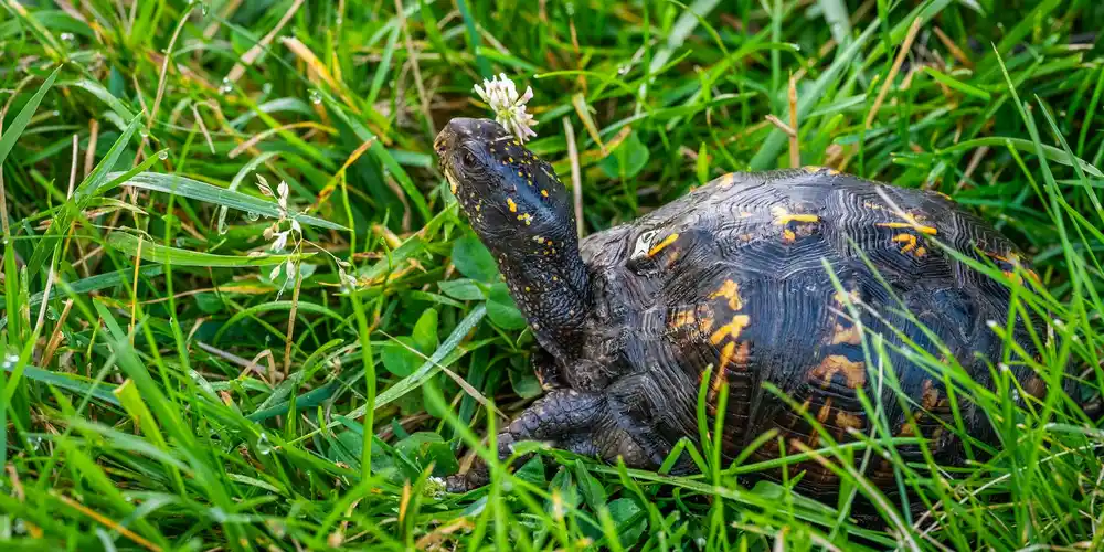 Safe Outdoor Time for Your Turtle: A Step-by-Step Guide