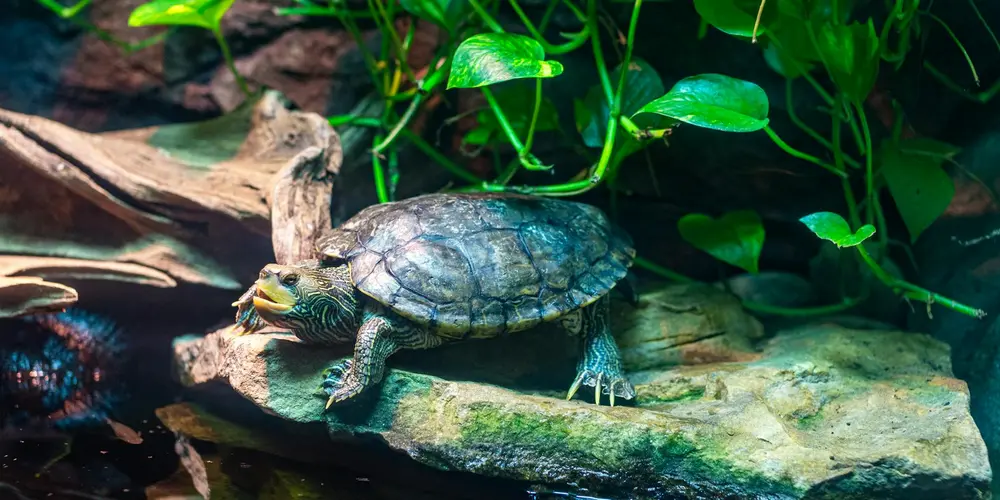 Freshwater turtle perched on a rock among green aquatic plants, illustrating the importance of dissolved oxygen and gas exchange in a healthy tank.