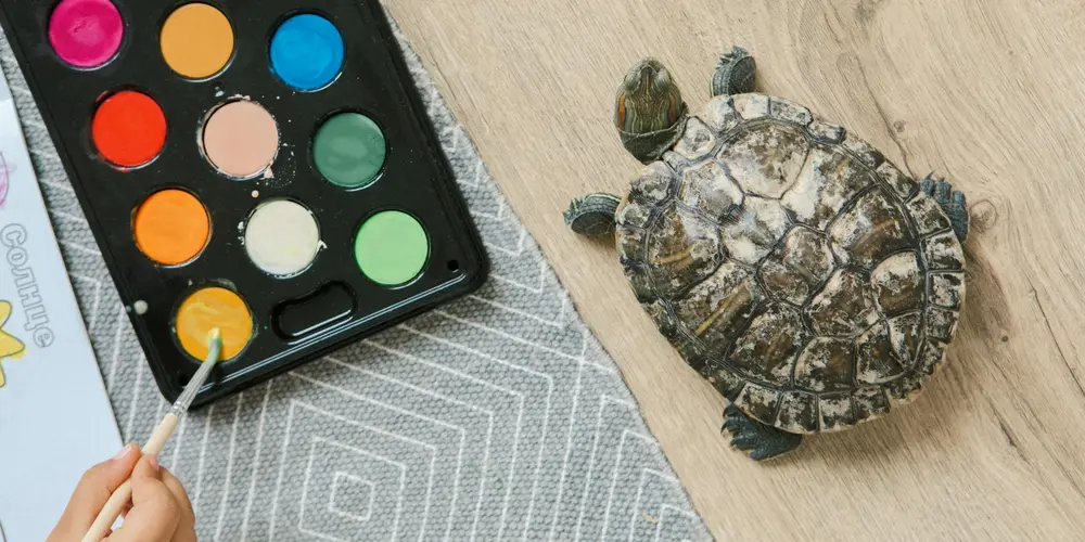 A small turtle on a light wood floor beside a watercolor paint palette, illustrating common myths about how turtles behave and how much care they require.