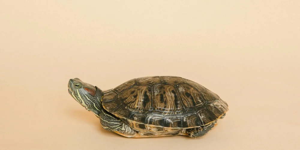 Side view of a small turtle on a light beige background