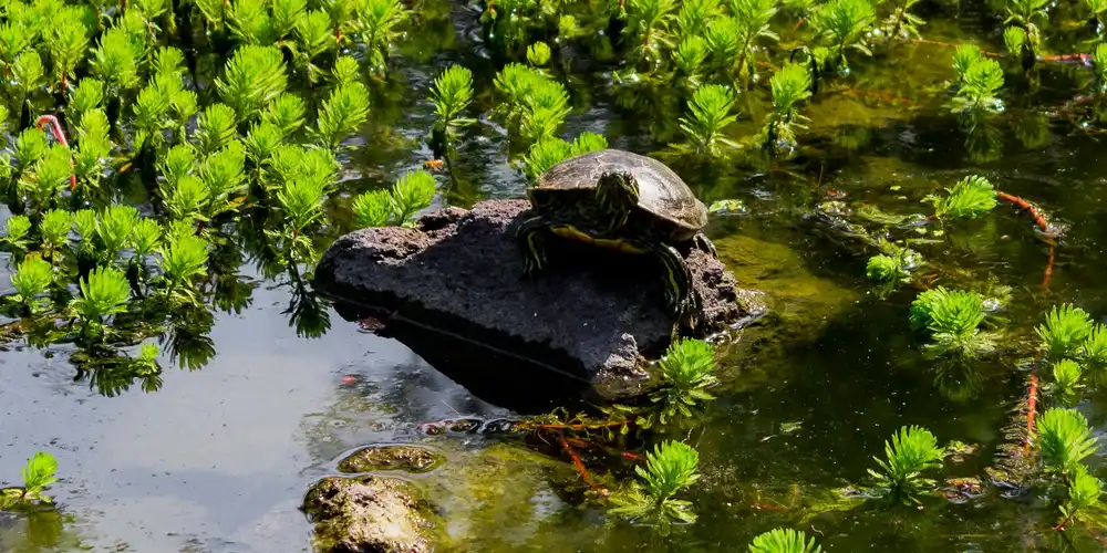 Safe and Unsafe Plants for Your Turtle or Tortoise Enclosure