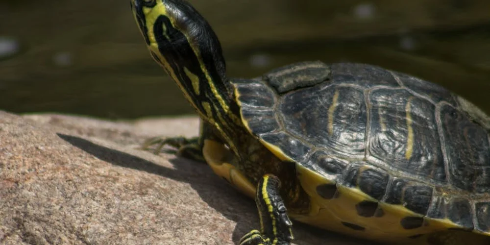 Close-up of a turtle basking on a rock at the edge of a pond, with the shell and yellow markings visible.