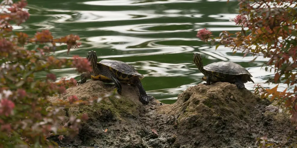 Two turtles bask on rocky ledges by a calm pond, surrounded by shrubs.