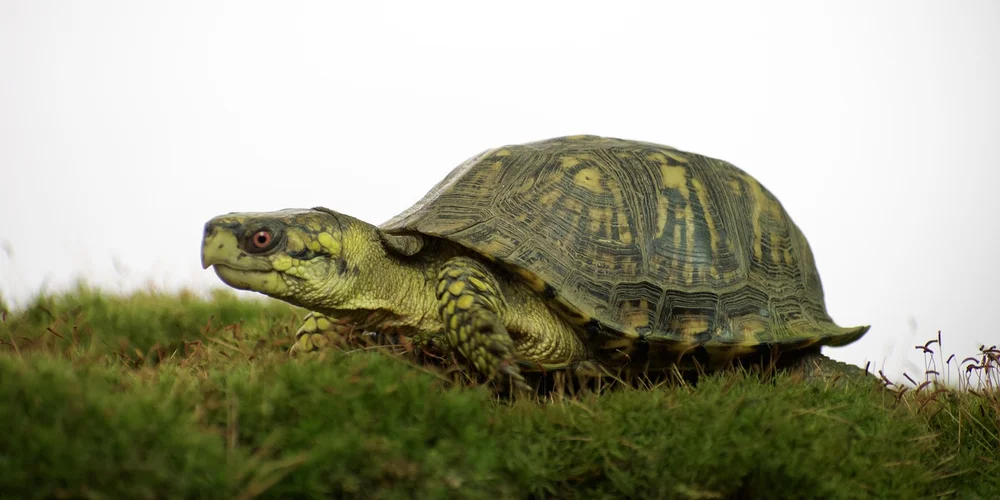 Side view of a green turtle on a grassy surface.
