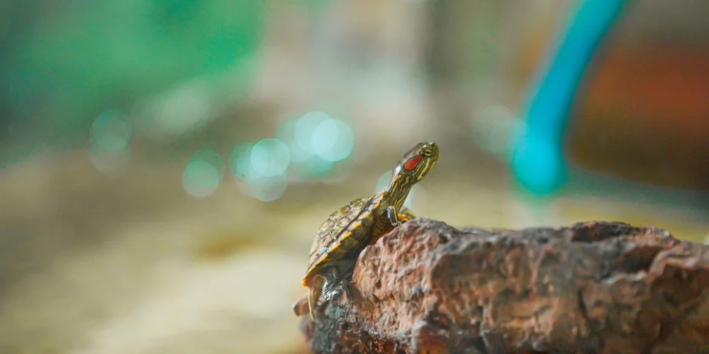 A small turtle perched on a textured rock in a shallow aquarium, with a blurred green and blue background.