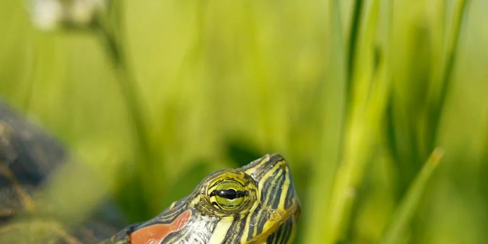 Close-up of a yellow-striped turtle's head among green aquatic plants, sunlight on the water.