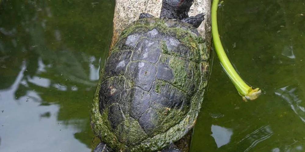 A turtle on a log in a pond with algae on its shell, highlighting the importance of healthy habitat maintenance.