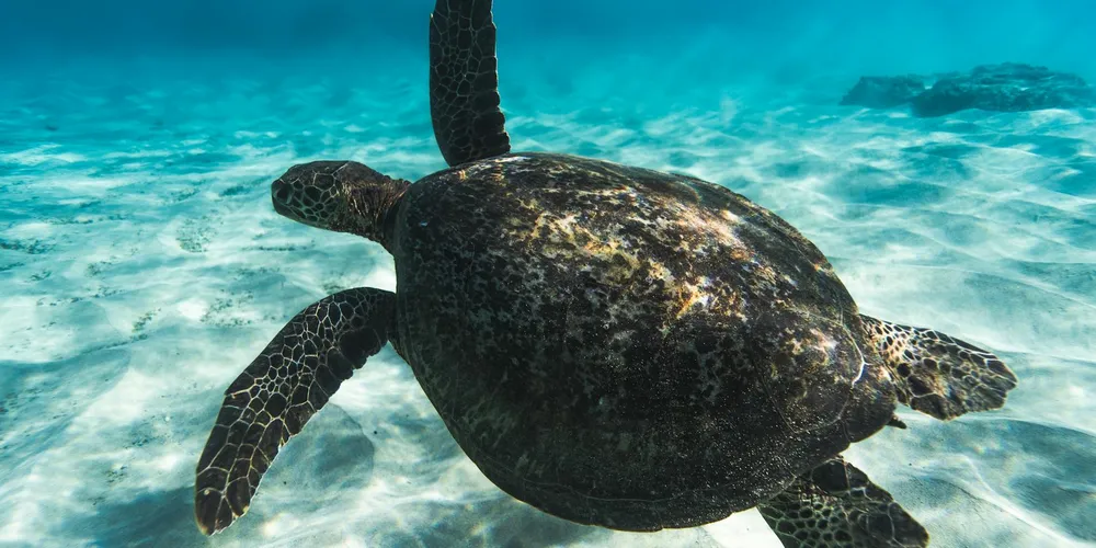 Turtle-Proofing Your Home: A Safety Guide for Supervised Free-Roaming