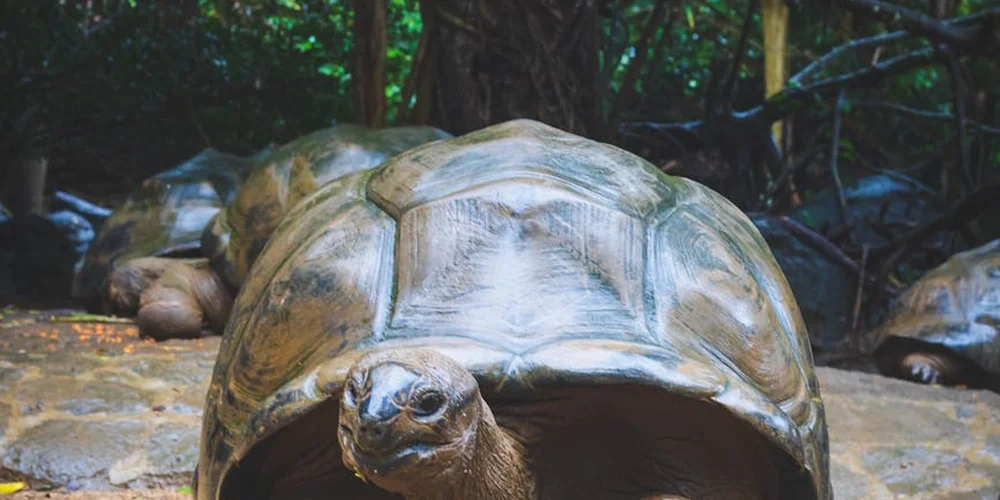A large turtle on a rocky forest floor with greenery in the background.