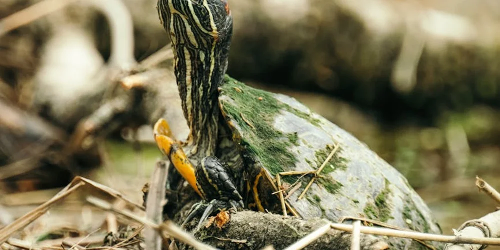 Close-up of a striped-neck turtle with algae on its shell, standing on natural ground.