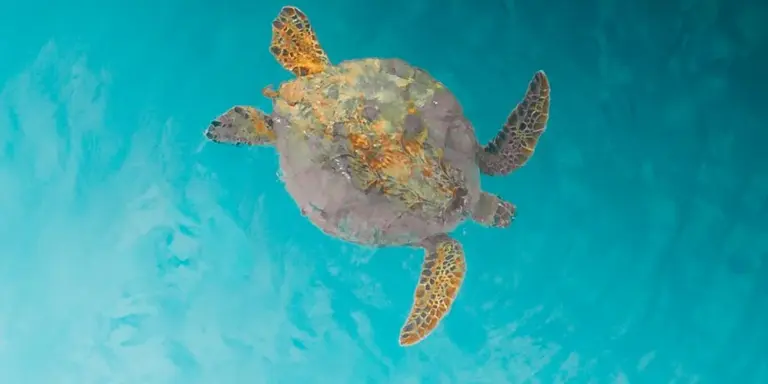 Sea turtle swimming underwater in clear blue water