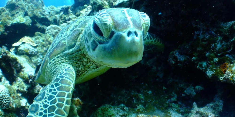 Close-up of a green sea turtle swimming among coral and rocks, facing the camera.
