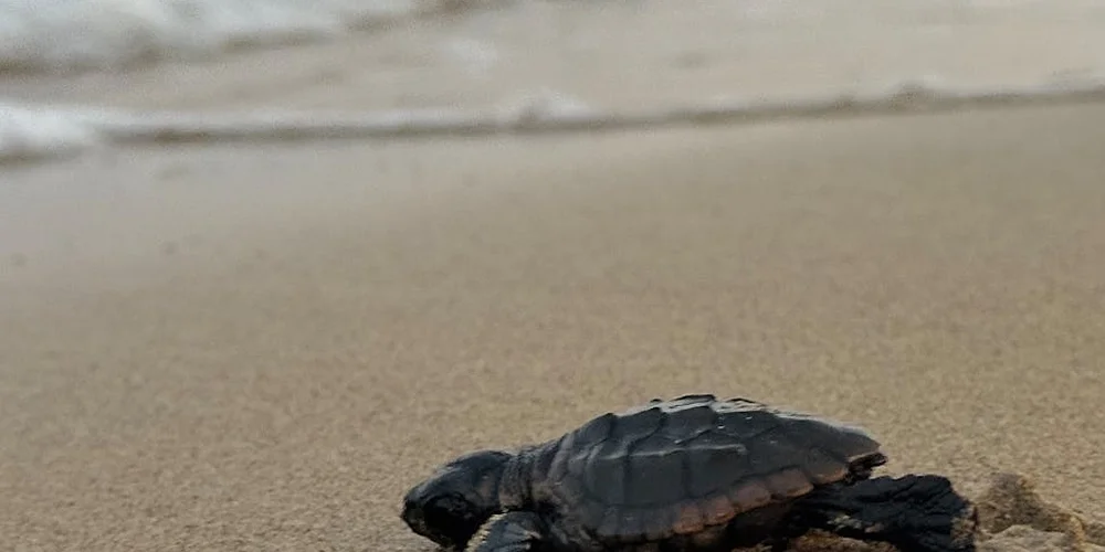 A small turtle sits on a sandy beach with water in the background.