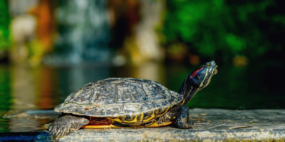 A turtle basking on a rock at the edge of a calm pond with green foliage in the background.